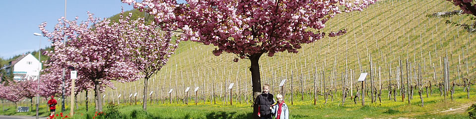 Weindorf Frauenstein