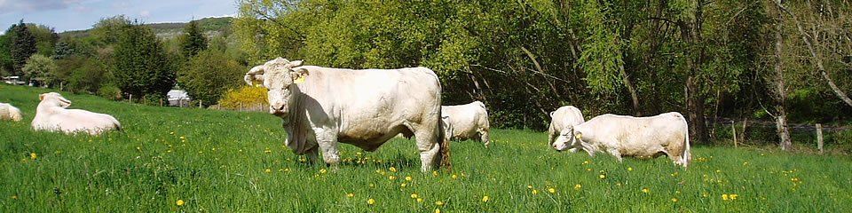 Weindorf Frauenstein