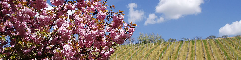 Weindorf Frauenstein