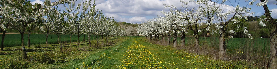 Weindorf Frauenstein