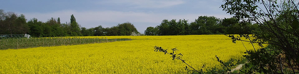 Weindorf Frauenstein