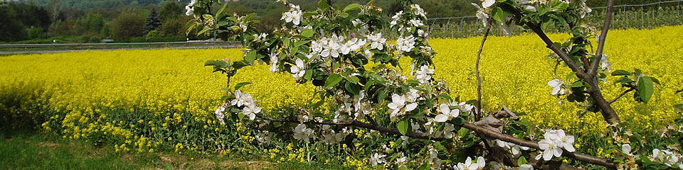 Weindorf Frauenstein