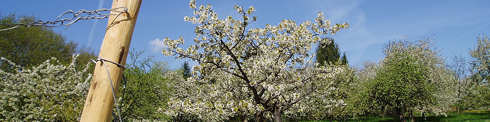 Weindorf Frauenstein